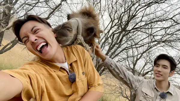 陈伟霆晒露营花絮照 被骆驼亲亲画面可爱又搞笑