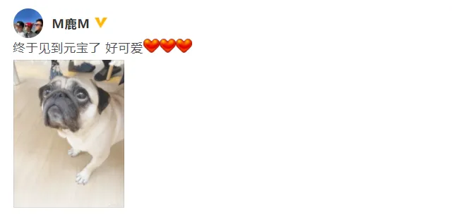 真去录《毛雪汪》了！鹿晗晒"元宝"照片